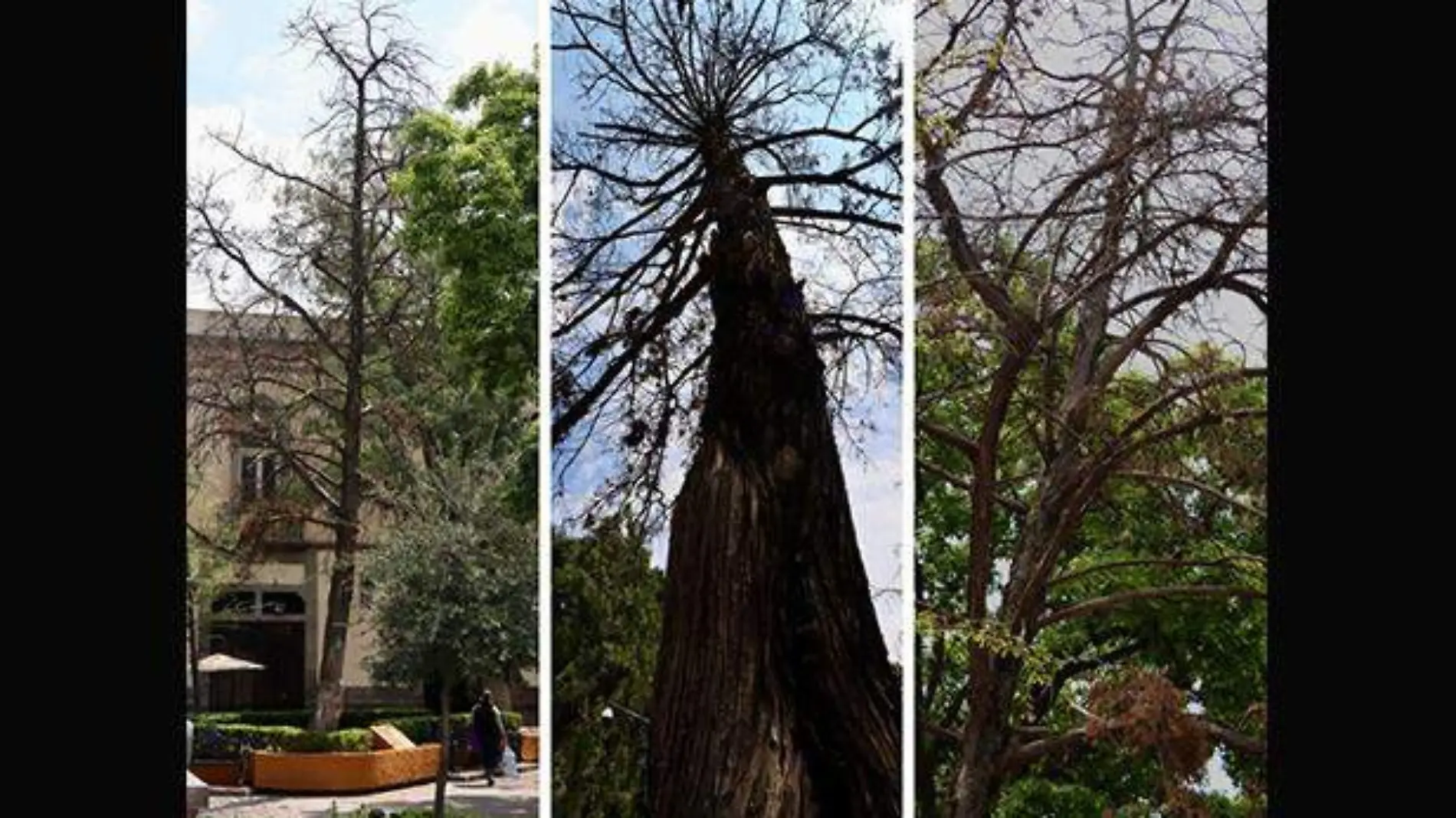 Muere árbol